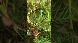 Bug insects #bug #insects #shorts #viral #life #nature #video #relax #youtubeshorts#tiktok #trending