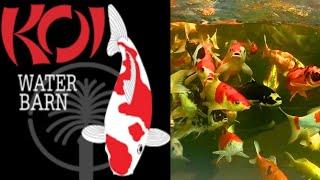 Koi water barn dubai #most expensive Koifish in Dubai #The Garden Concept #indoor and outdoor plants