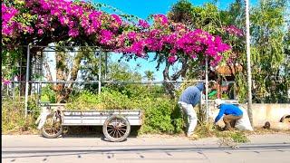 Locals Impressed as We Clean Up Ben Vua Lake Sidewalks at Historic Site – Truly Amazing Change.