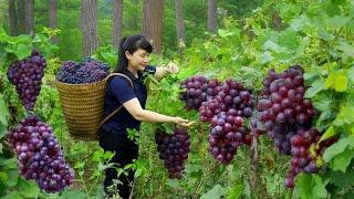 How to Harvest Grape, goes To Market Sell - Harvesting and Cooking |Tieu Vy Daily Life