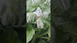 Rare White Borage Plant Blooming For Future Bee Cross Pollination Nature Breeding #Experiment