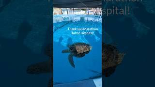 Visit the Marathon Turtle Hospital in the Florida Keys! #florida #floridakeys #seaturtles #rvlife