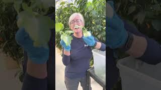 Harvesting German turnips! Kohlrabi. Broccoli found?