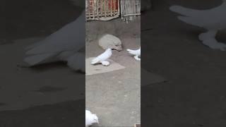 Loton pigeon #pigeon #youtubeshorts #kabutar #youtubeshorts #whatsappstatus