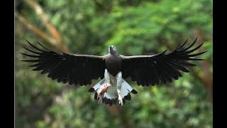 Near threatened Grey Headed Fish Eagles Nesting