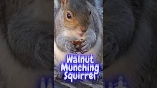 Adorable squirrel eating walnuts like a pro. Stunning closeup footage.