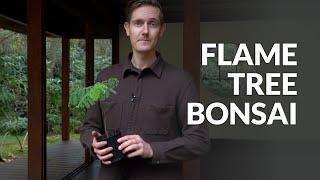 Flame tree Bonsai care (Delonix regia)