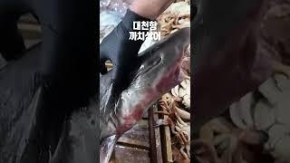 대천항에 귀여운 까치상어가 잡혔어요! 정말 놀라운 광경이에요!
