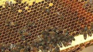 Montana factory feeding honeybees across the United States