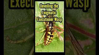 Deadly Charm Executioner wasp (Polistes carnifex) #shorts #nature #wasp #animalshorts