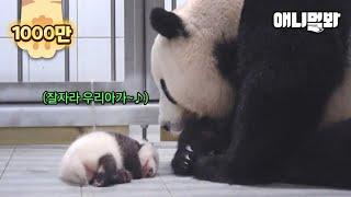 잠든 아기 판다 푸바오를 흐뭇하게 바라보고있는 엄마 판다  ㅣMother Panda Dearly Looking At Her Sleeping Baby Fubao