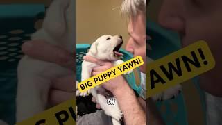 Cutest Lab Puppy Yawns and Kisses