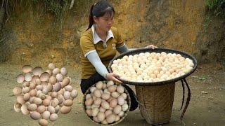 Chickens lay many eggs, harvest eggs at the farm to sell, grow sweet potato leaves, daily life