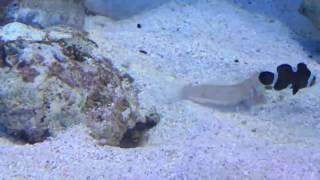 Diamond Goby is a Jerk