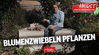 Blumenzwiebeln richtig pflanzen | Horst sein Schrebergarten