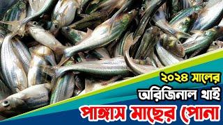 ২০২৪ সালের অরিজিনাল থাই পাঙ্গাস মাছের পোনা। Thai pangas fish seeds 2024.