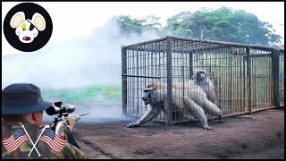 Why Do American Farmers Have To Deal With 3 Million Invasive Monkeys ? | Wild Boar Hunting