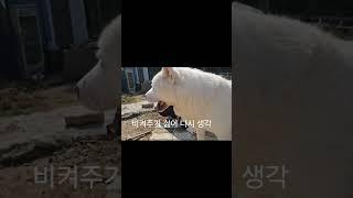 #시골개 #말안듣는개 #개고집 숙돌이는 똥꼬집