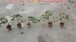 tri ân Bonsai 60k Linhsam86 tăngh chậu 0933368532linhsamnuitraihuonguyetquehongocmaichieuthuykimqu