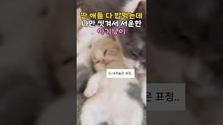 딴 애들 다 밥먹는데 나만 씻겨서 서운한 아기냥이  #냥춘기 #cutecat #아기냥이