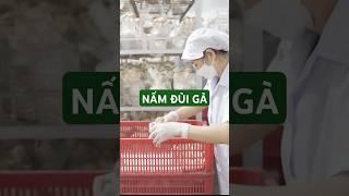 Nấm đùi gà !