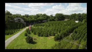 Locally Grown Green Giant Arborvitaes Trees