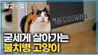 "난 집사 때문에 살아가~그래서 고마워"가엽고 또 가여워 진심으로 행복하길 바랄 수밖에 없는 아픈 고양이와 천사 집사의 이야기│고양이를 부탁해 │알고e즘