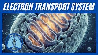 Electron Transport System Simplified: Understanding the Essentials of ATP Production