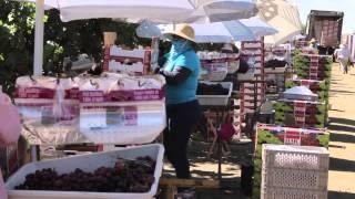 NCFB Ag in the Classroom Grapes