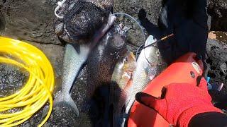 How to Spearfish for SUSHI Spearfishing Hawaii CATCH CLEAN COOK