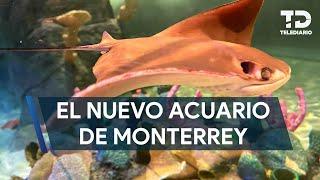 Así es Sealand, el nuevo acuario de Monterrey