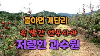 속 빨간 엔부 사과 과수원