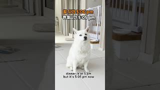 시바견 여우가 매일 화내는 이유 배꼽 알람시계