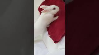 licc