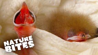 Feeding Adorable Asian Fairy-Bluebird Chicks: A Heartwarming Wildlife Moment | Nature Bites