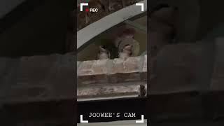 Joowee Cam: Baby Birds at front door