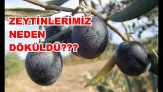 Zeytin Neden Dökülür?  Zeytin Ağacının Üzerinde Tane Varken İlaç Atılır Mı?