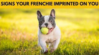 5 Signs Your French Bulldog Sees You as Their Parent