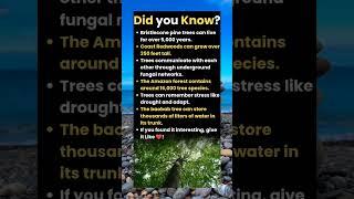Did you know "Bristlecone Pine Trees can live over 5000 years"?