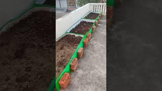 Start your own kitchen garden  on rooftop. It's best time to start a kitchen garden in September.