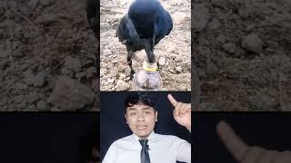 BURUNG GAGAK YANG HORROR TERNYATA PINTER |Susilo ok #shorts