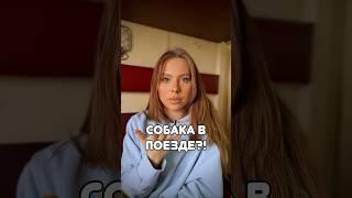 Собака в поезде #путешествия #поезд #турция #собака #полезное #животные