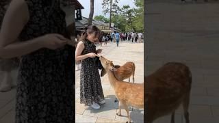 Nara park japan  #japan #narapark #asiantravel #animals #deerpark