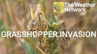 Explosion of grasshoppers in Alberta