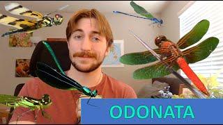 Odonata: Dragonflies and Damselflies - Order Spotlight