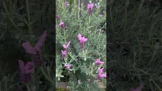 Lavenders in my garden #lavender #homegarden