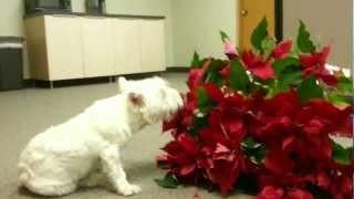 2013-Feb-06- Colonel eating a plant