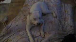 Loke the American Bulldog - mattresses are nice...