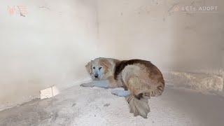 Dog Alone 8 Years With Tumor on Private Parts Lucky to be Given New Life & Hope