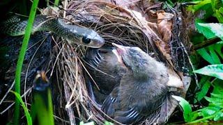 Mother Bird Attacks Snake Back After It Comes To Bite Babies! (5) – Bulbul Bird Watching EP12